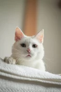 ♥ Snowie - Amazing Sweetheart ♥
